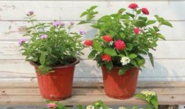 南宁房东爆料视频大全最新,最新视频揭秘租房那些事儿