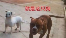 大狗最新爆料视频大全图片,视频大全图片揭秘幕后真相